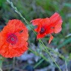 Mohn (amapolas)