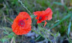 Mohn (amapolas)