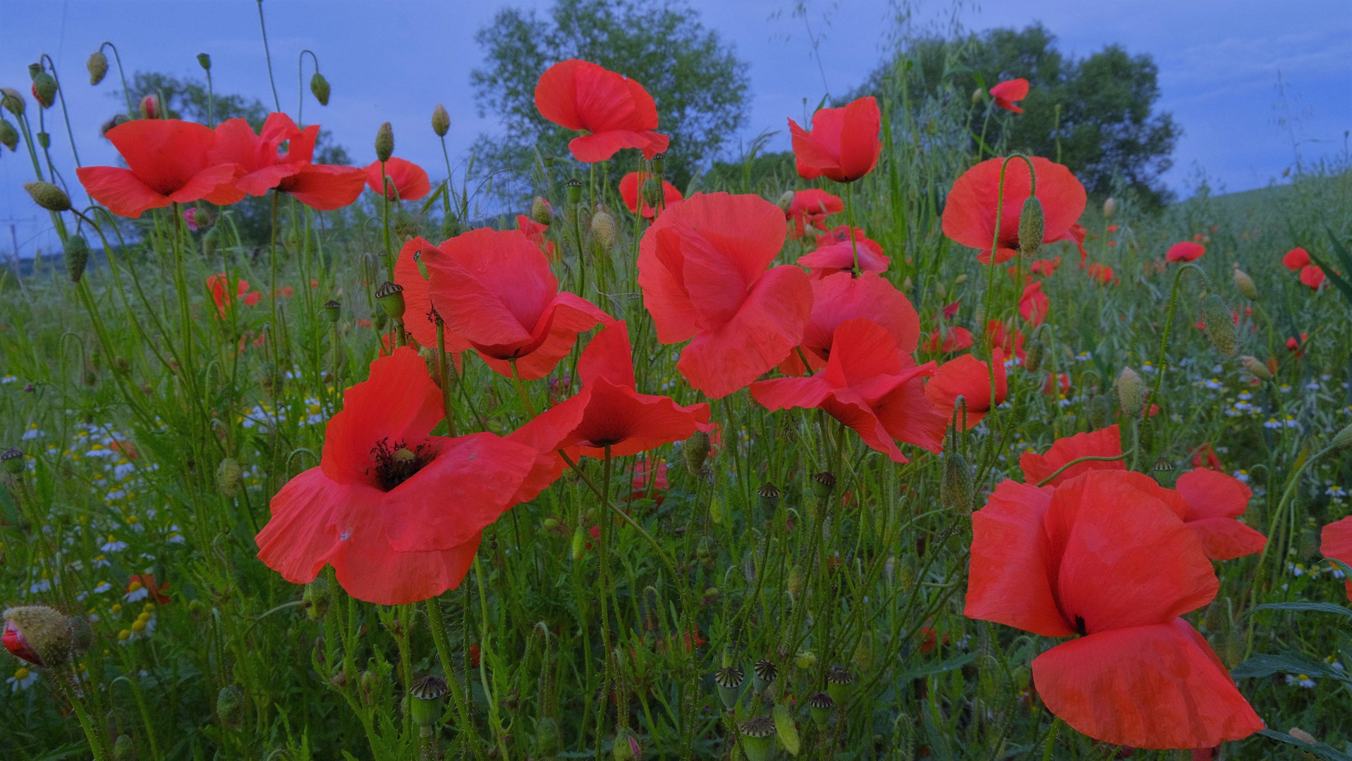 Mohn (amapolas)