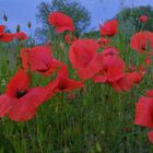 Mohn (amapolas)