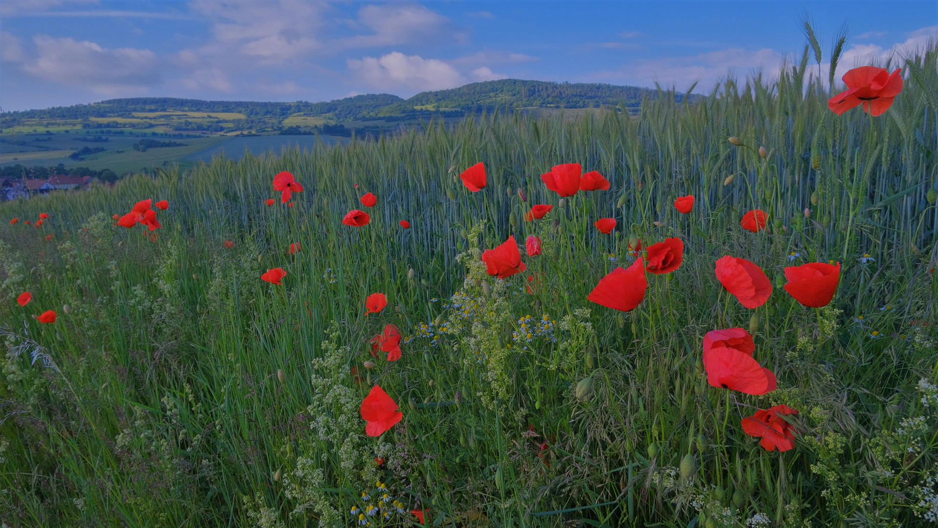 Mohn (amapolas)