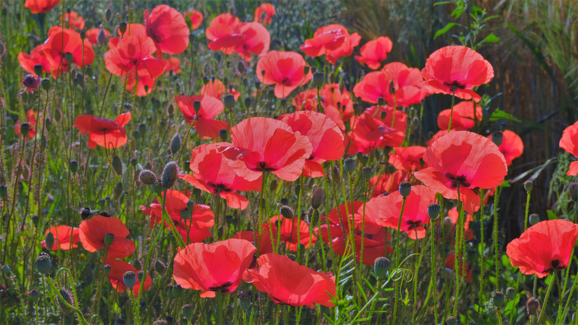 Mohn (amapolas)