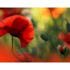 moHn amour