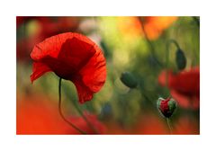 moHn amour