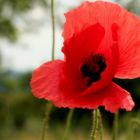 " Mohn - Amour "