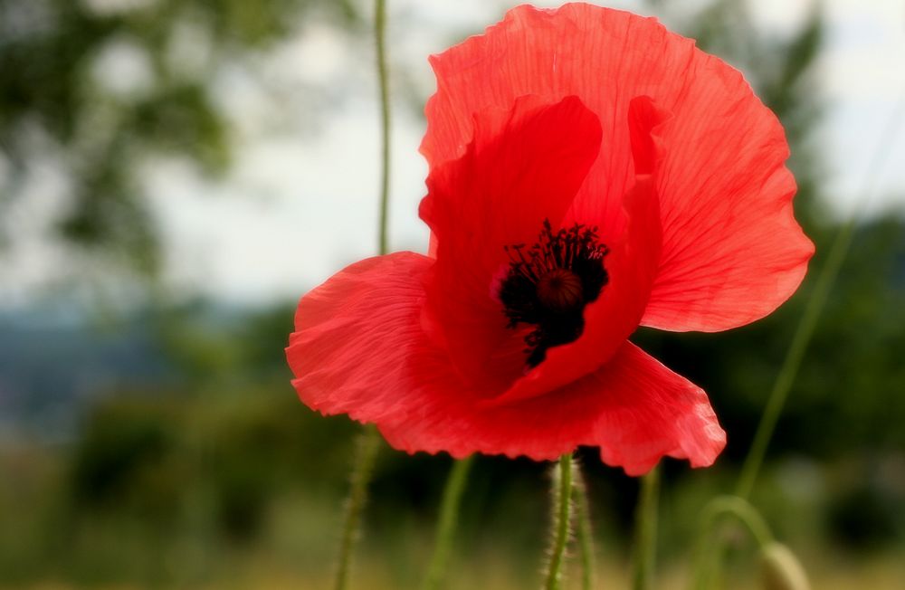 " Mohn - Amour "