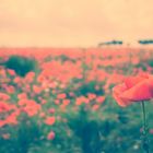 Mohn 'amour