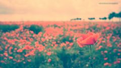 Mohn 'amour