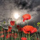 Mohn Amour