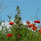 Mohn an der