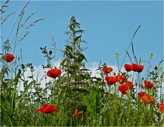 Mohn an der