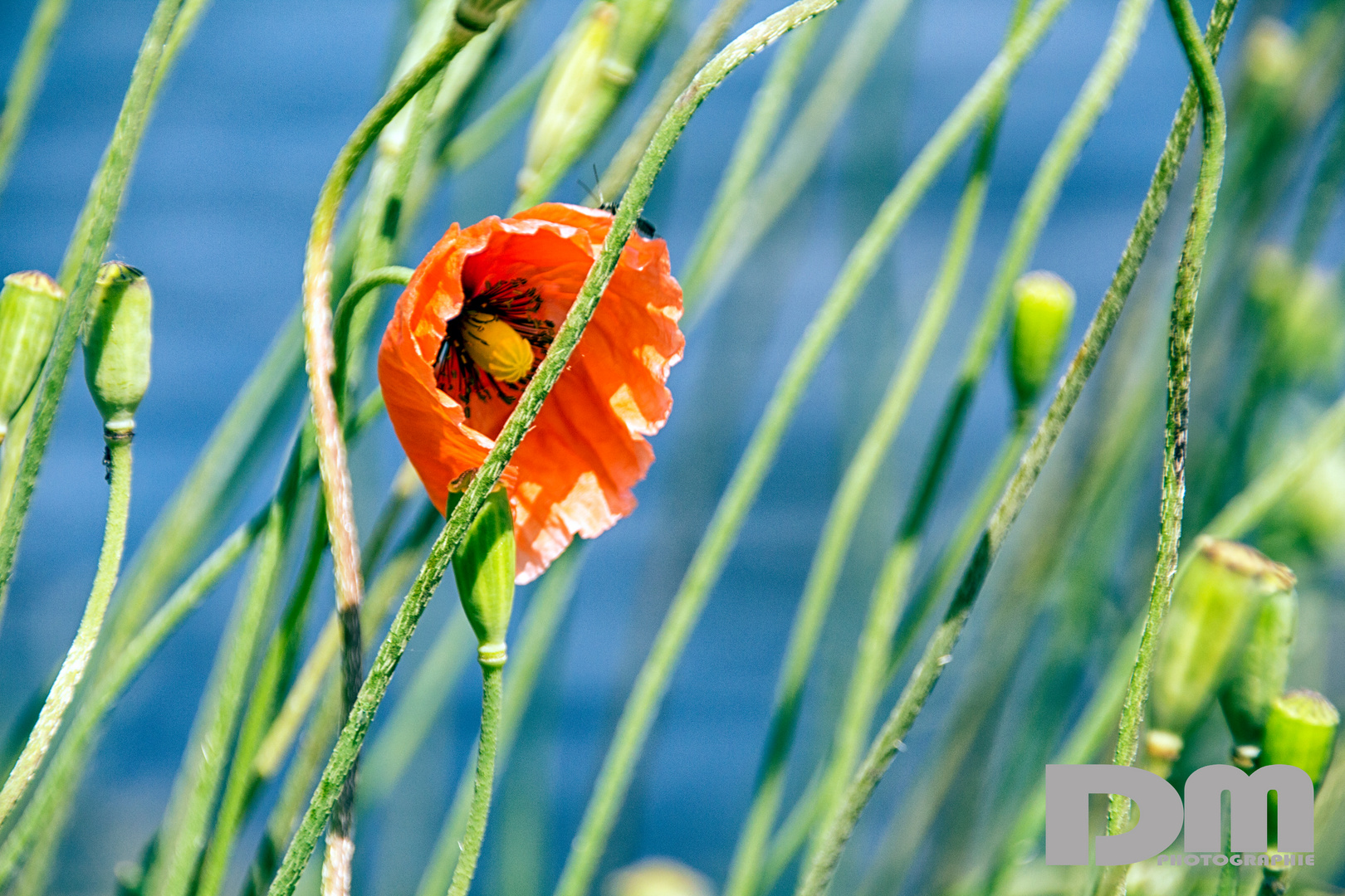 Mohn an der Dahme in Wildau