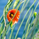 Mohn an der Dahme in Wildau