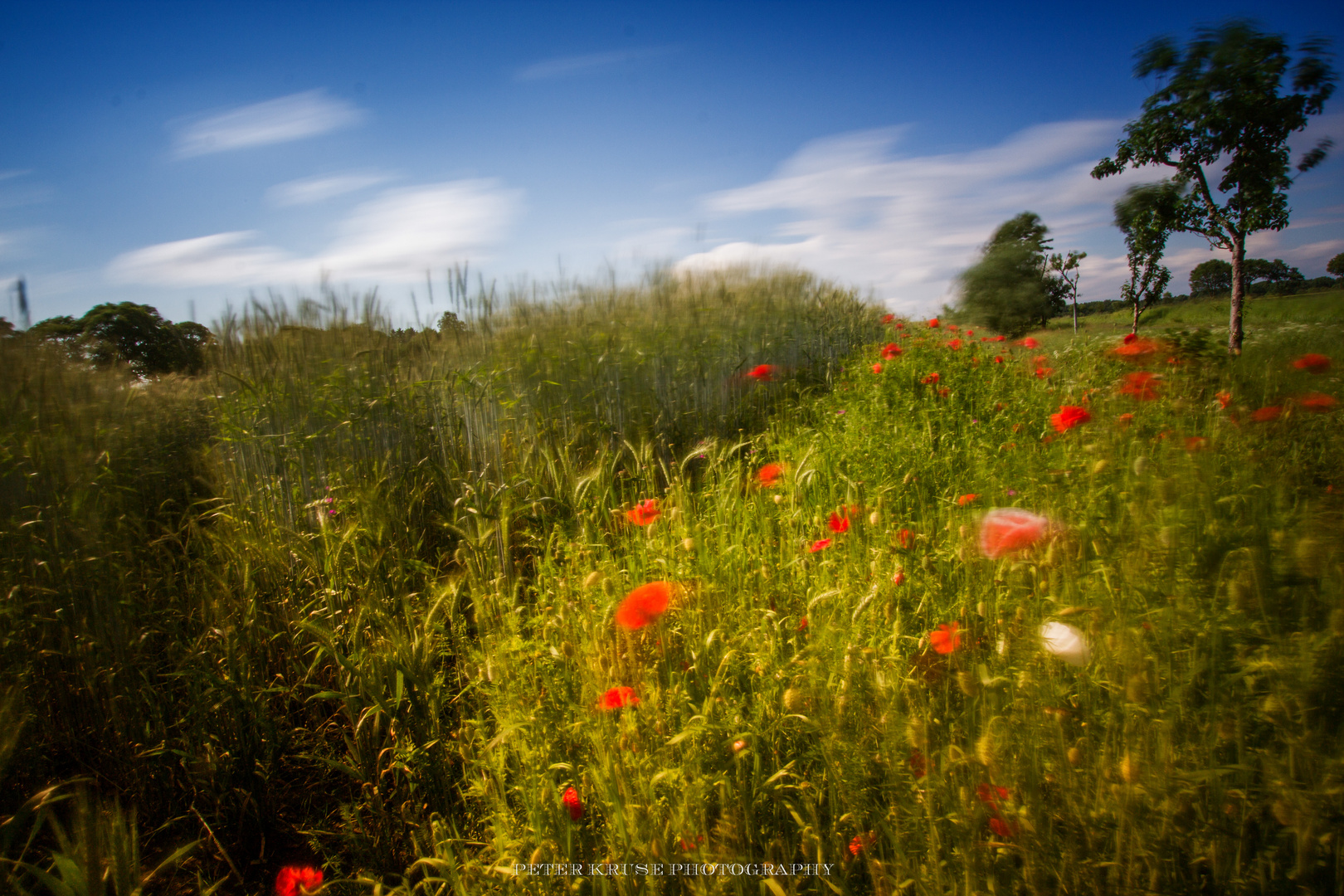 Mohn an der Feldkante