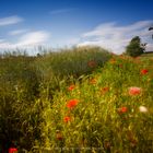 Mohn an der Feldkante