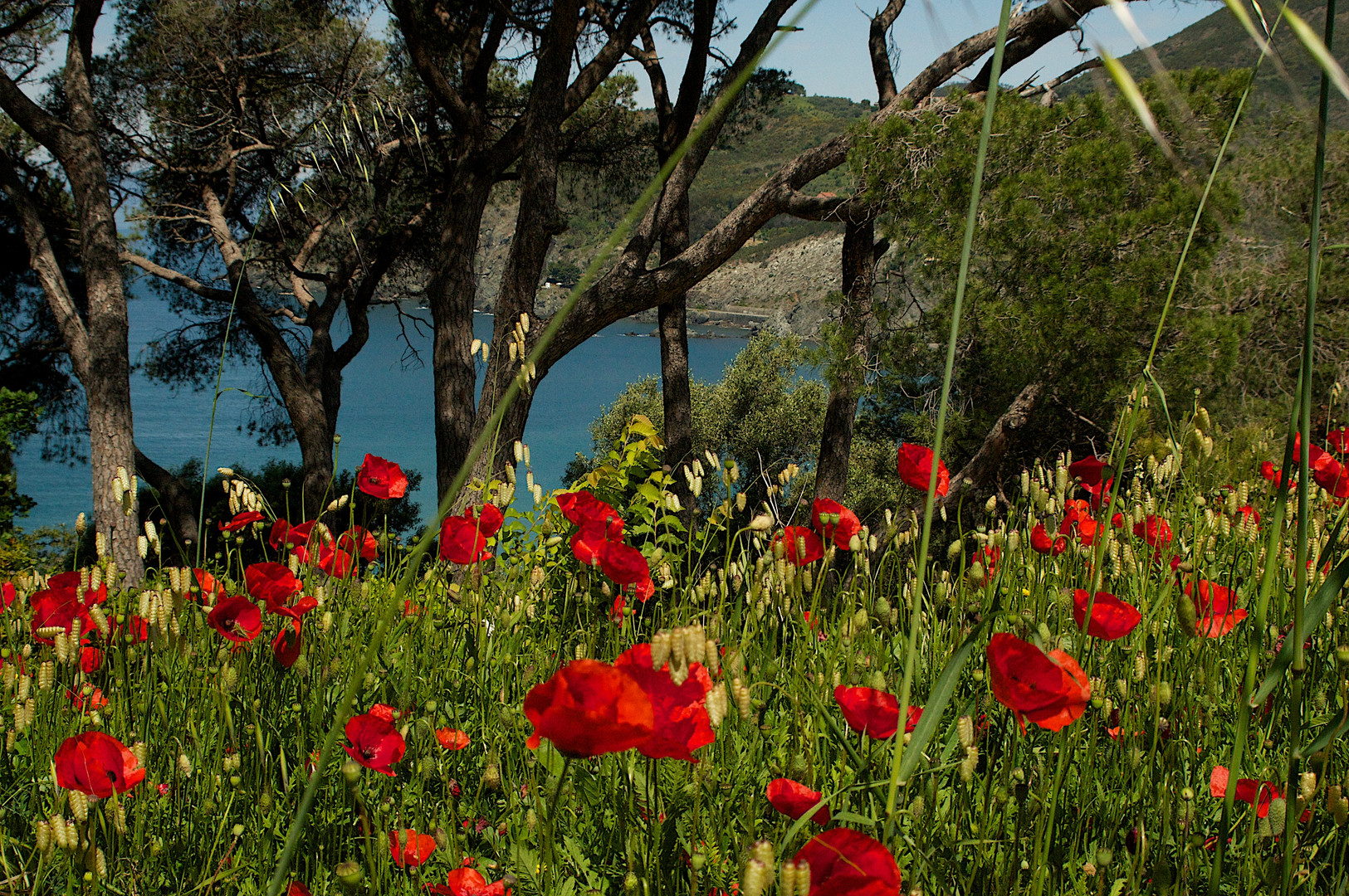 Mohn an der italienischen Küste