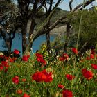 Mohn an der italienischen Küste