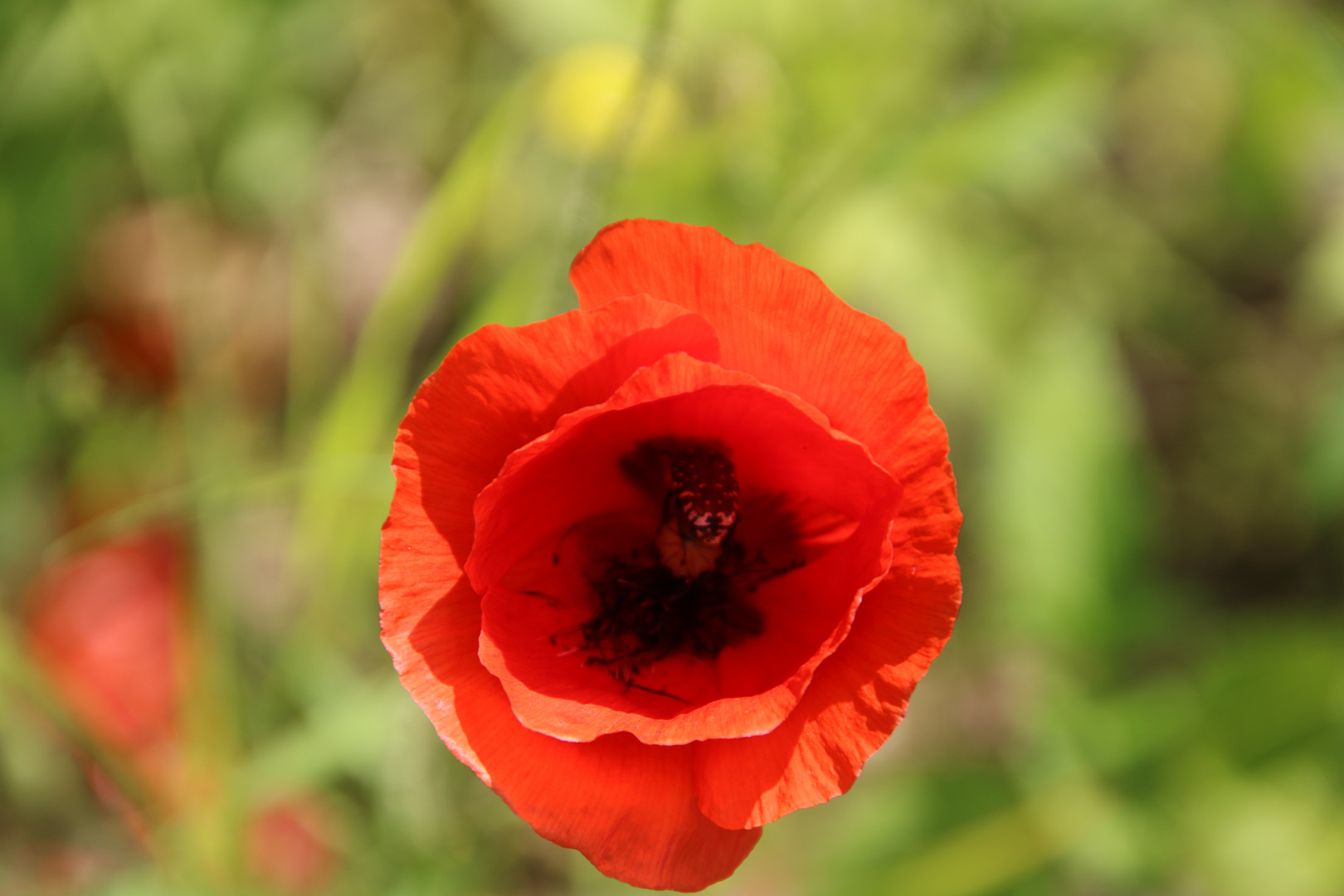 Mohn an der Mosel