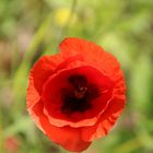 Mohn an der Mosel