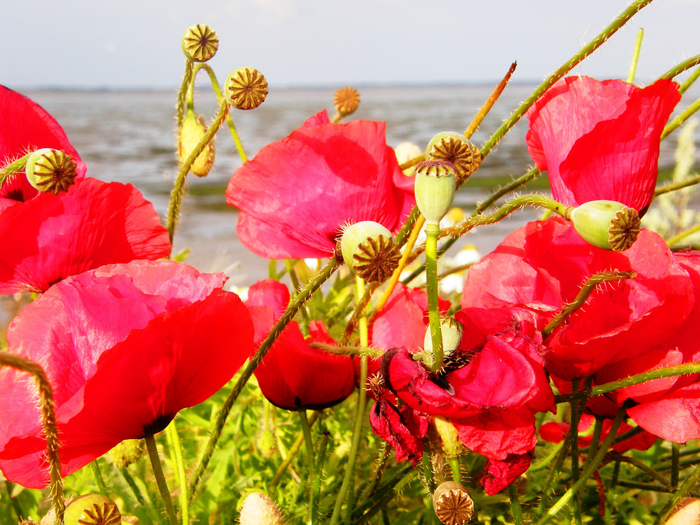 Mohn an der Nordsee