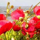 Mohn an der Nordsee