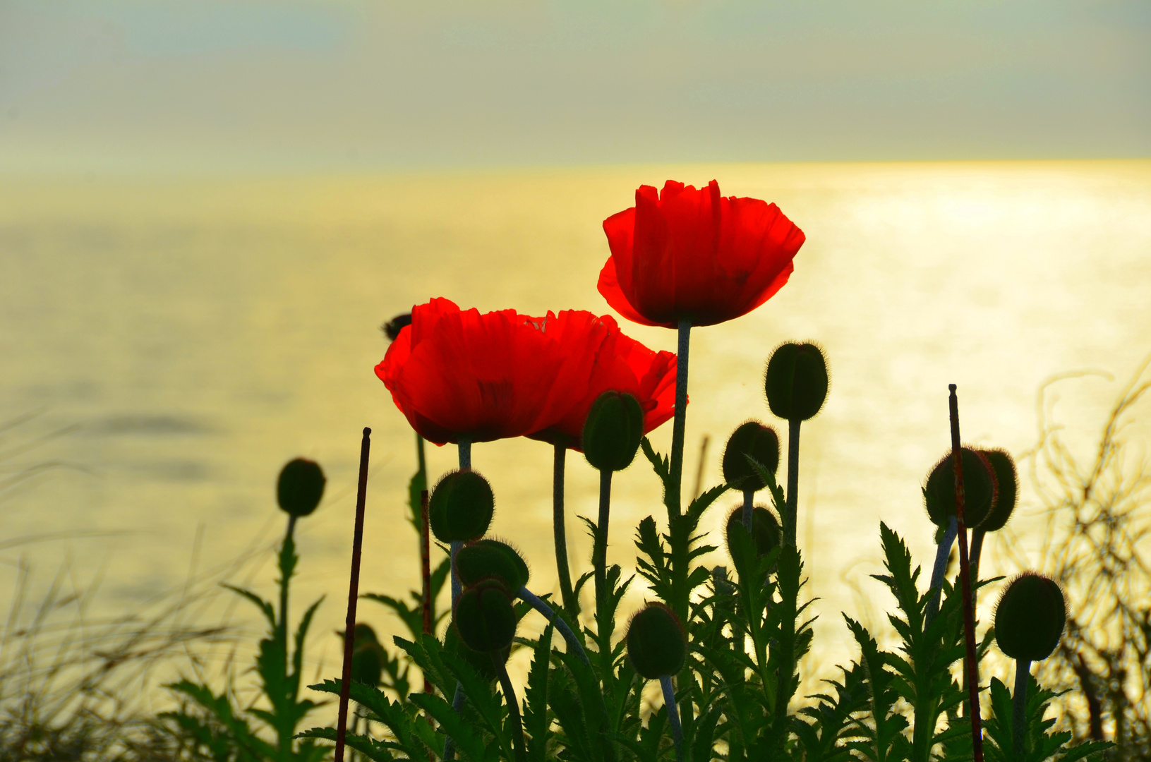 Mohn an der Ostsee/ Insel Hiddensee