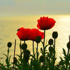 Mohn an der Ostsee/ Insel Hiddensee