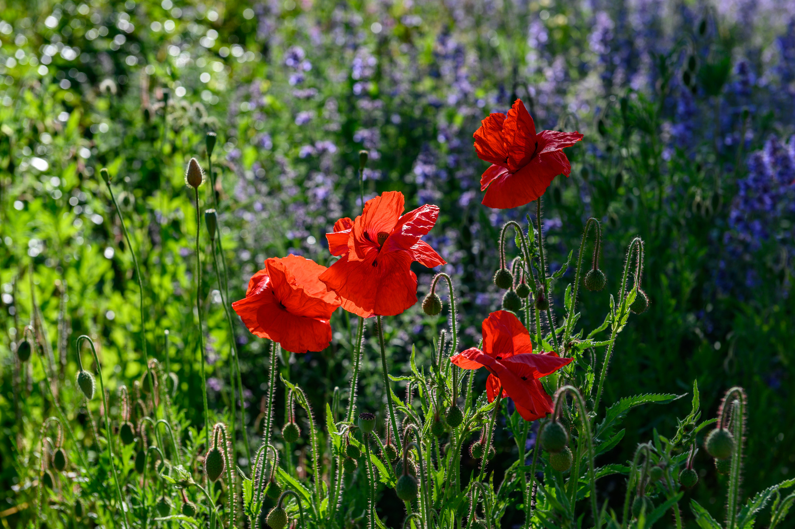 Mohn an der Strandpromenade in Laboe