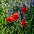 Mohn an der Strandpromenade in Laboe