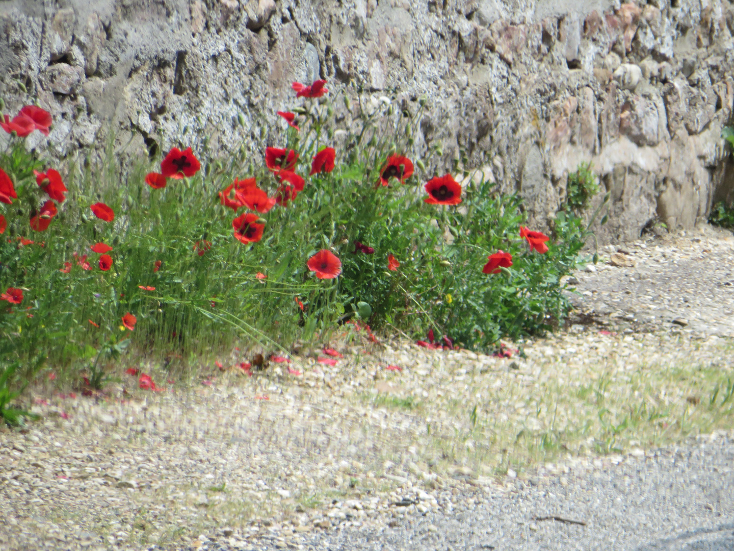 Mohn an der Strasse