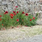 Mohn an der Strasse