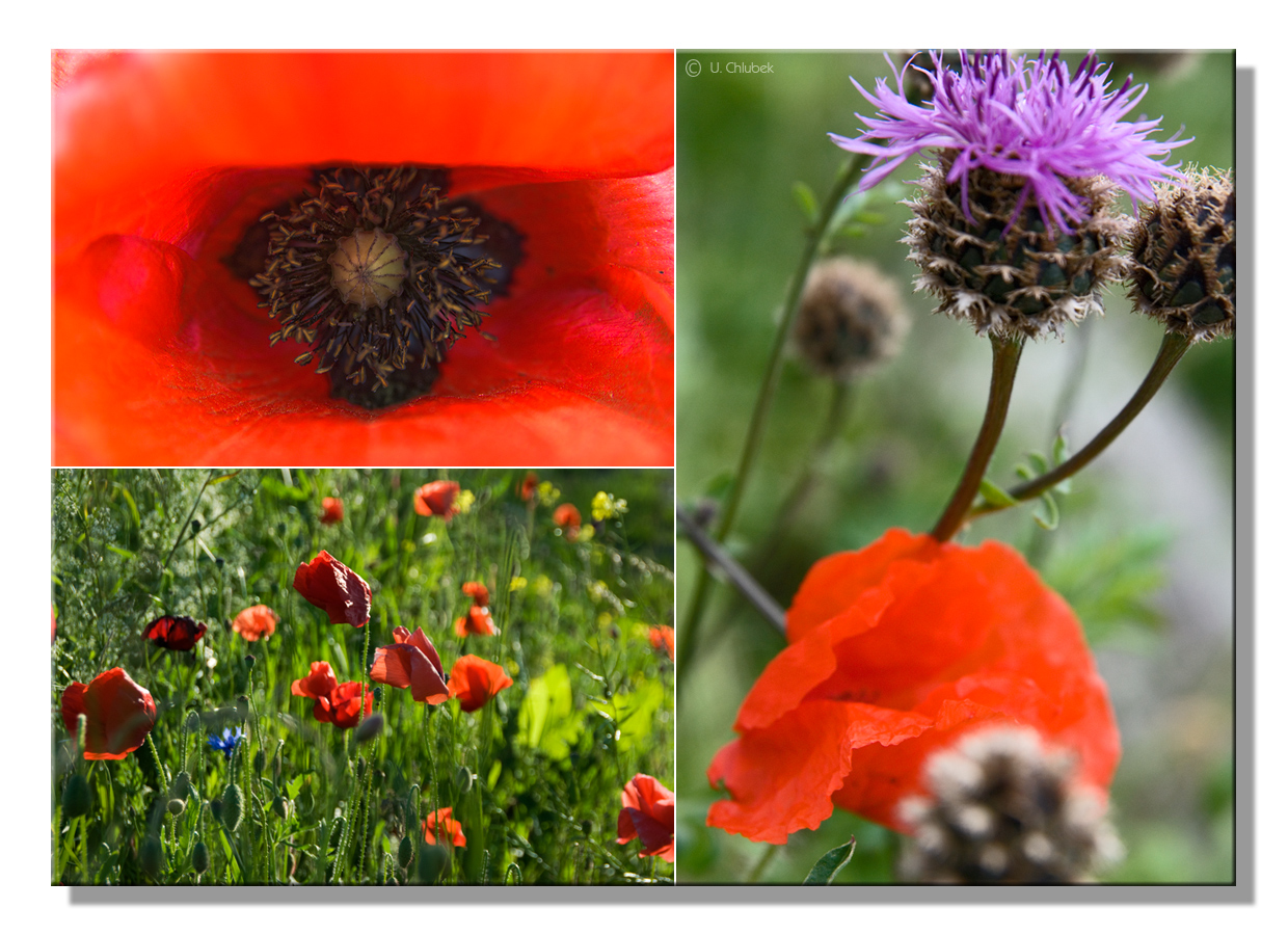 mohn an distel