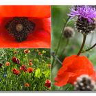 mohn an distel