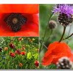 mohn an distel