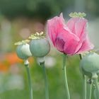 Mohn an einem heißen Sommertag