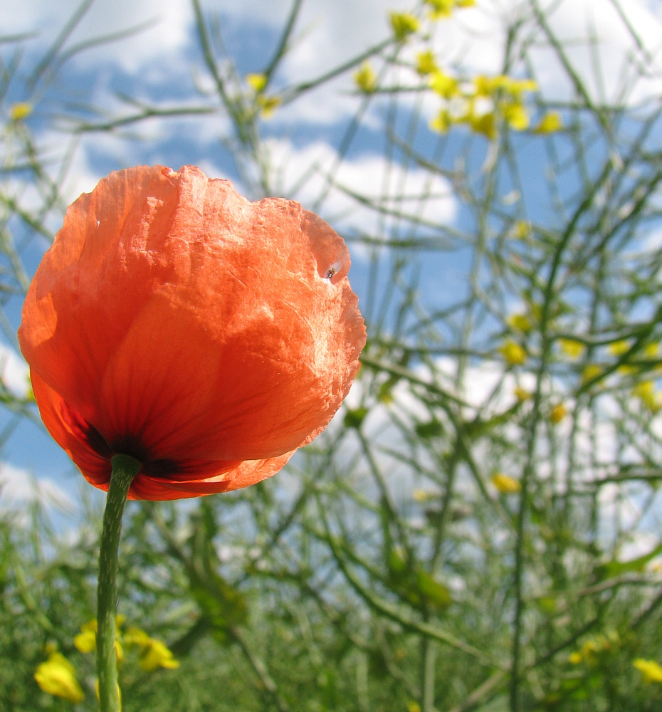 Mohn an einem wunderschönen Sommertag