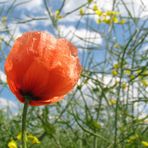 Mohn an einem wunderschönen Sommertag