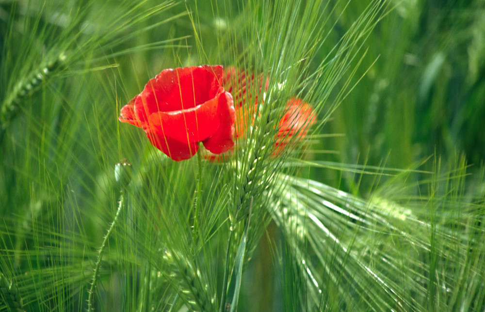 Mohn an Getreide