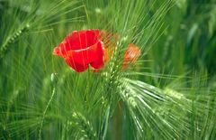 Mohn an Getreide