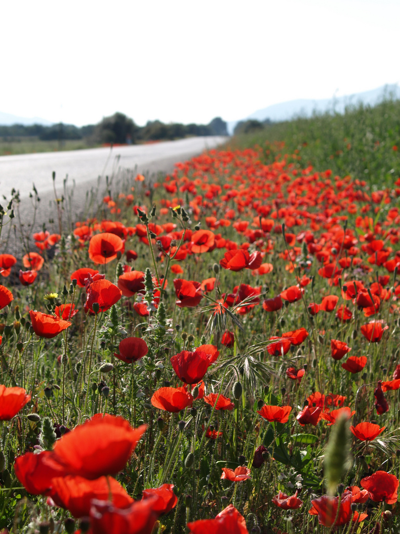 Mohn an Mallorcas straßen