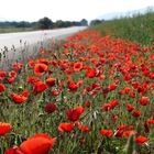 Mohn an Mallorcas straßen