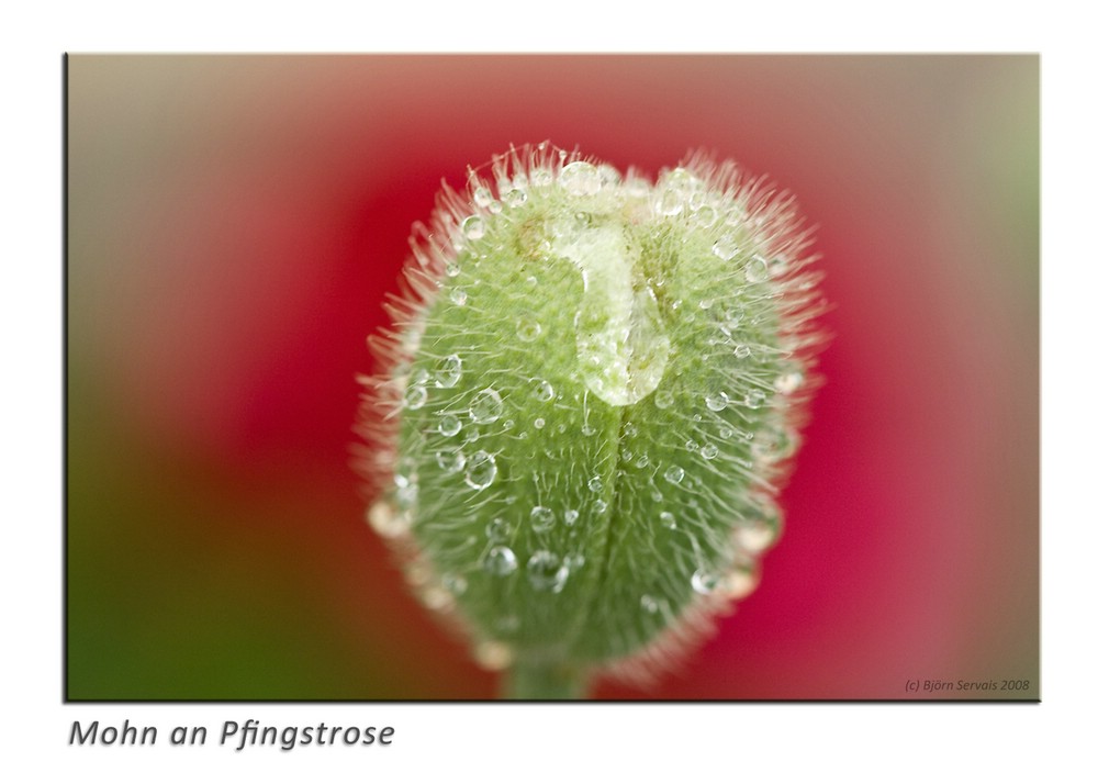 Mohn an Pfingstrose