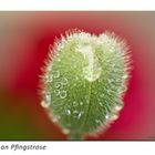 Mohn an Pfingstrose