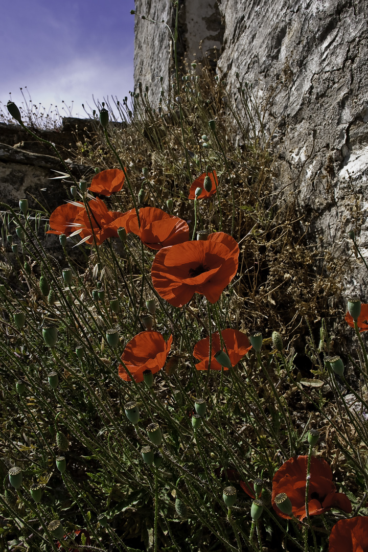 Mohn an Treppe