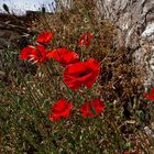 Mohn an Treppe