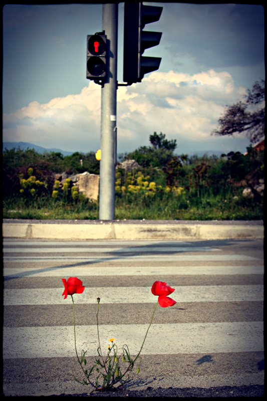 Mohn a(nd) Lisa