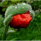 Mohn and Water!