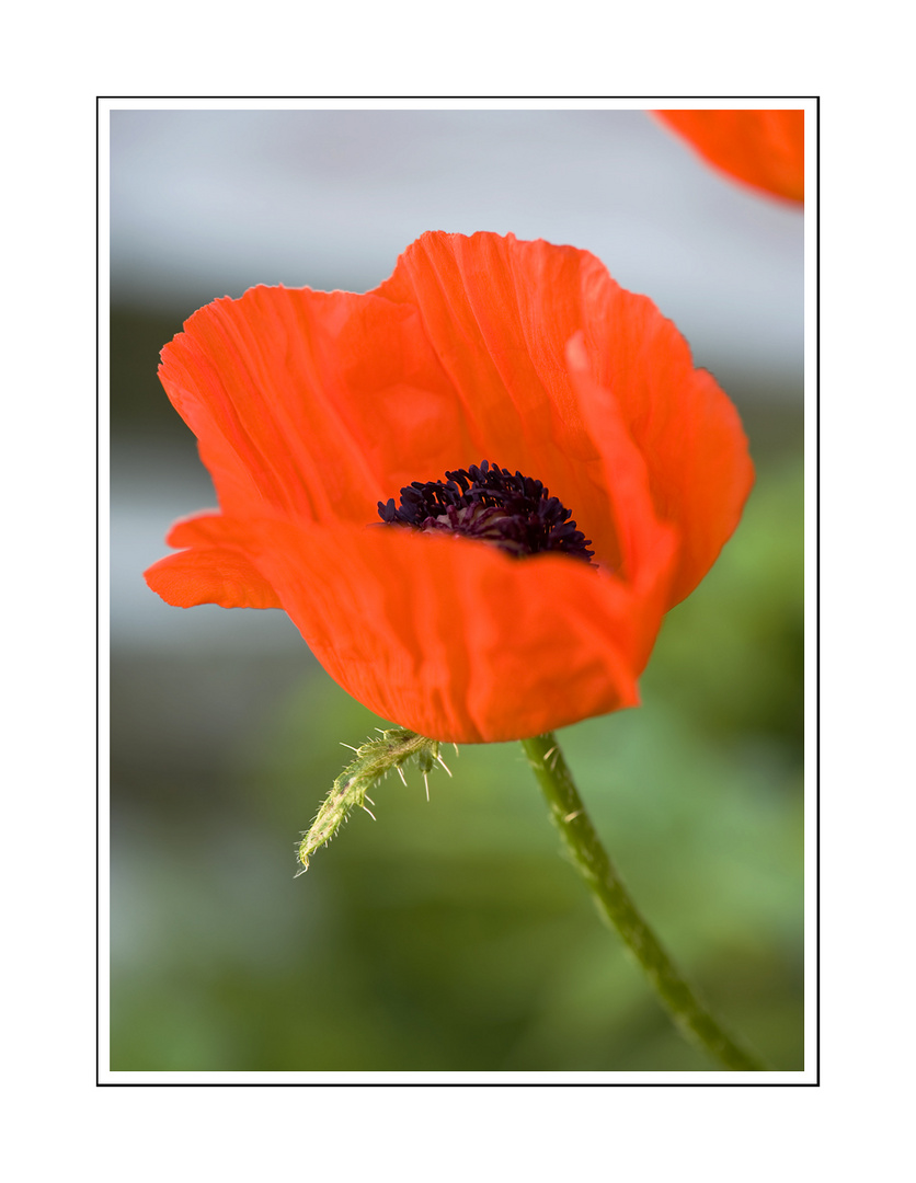 Mohn-Anmut