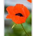 Mohn-Anmut