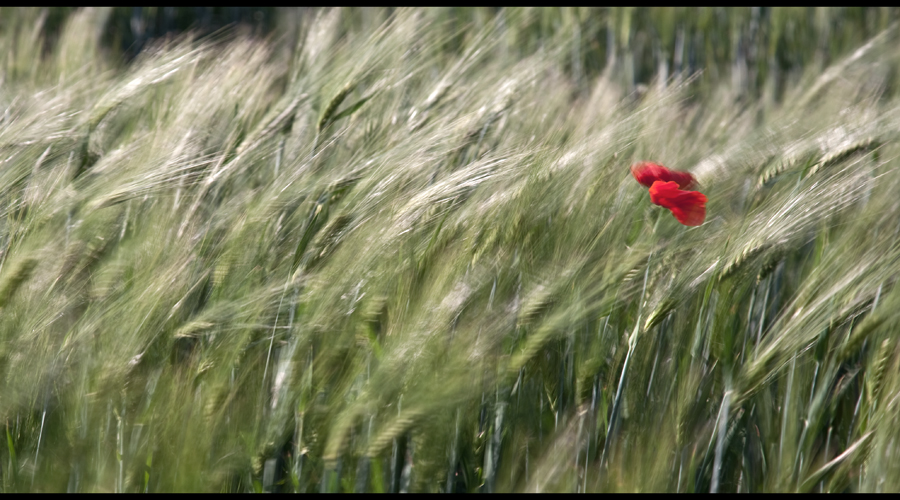 Mohn anno 2011